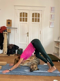 Ayurveda Ausbildung 2026